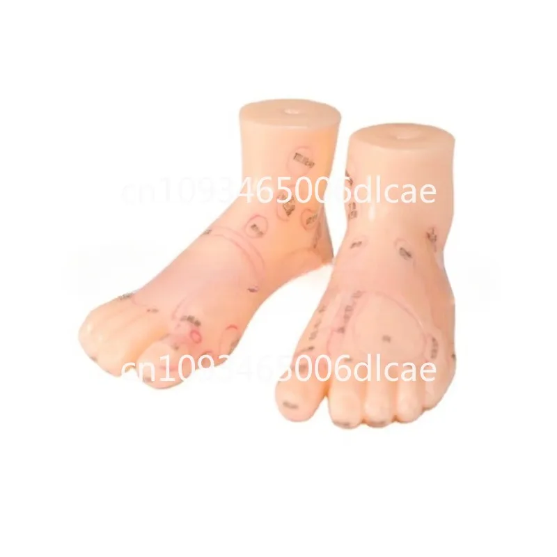 19cm Foot reflex zone massage model, not acupuncture model, English code TCM Feet Reflexology