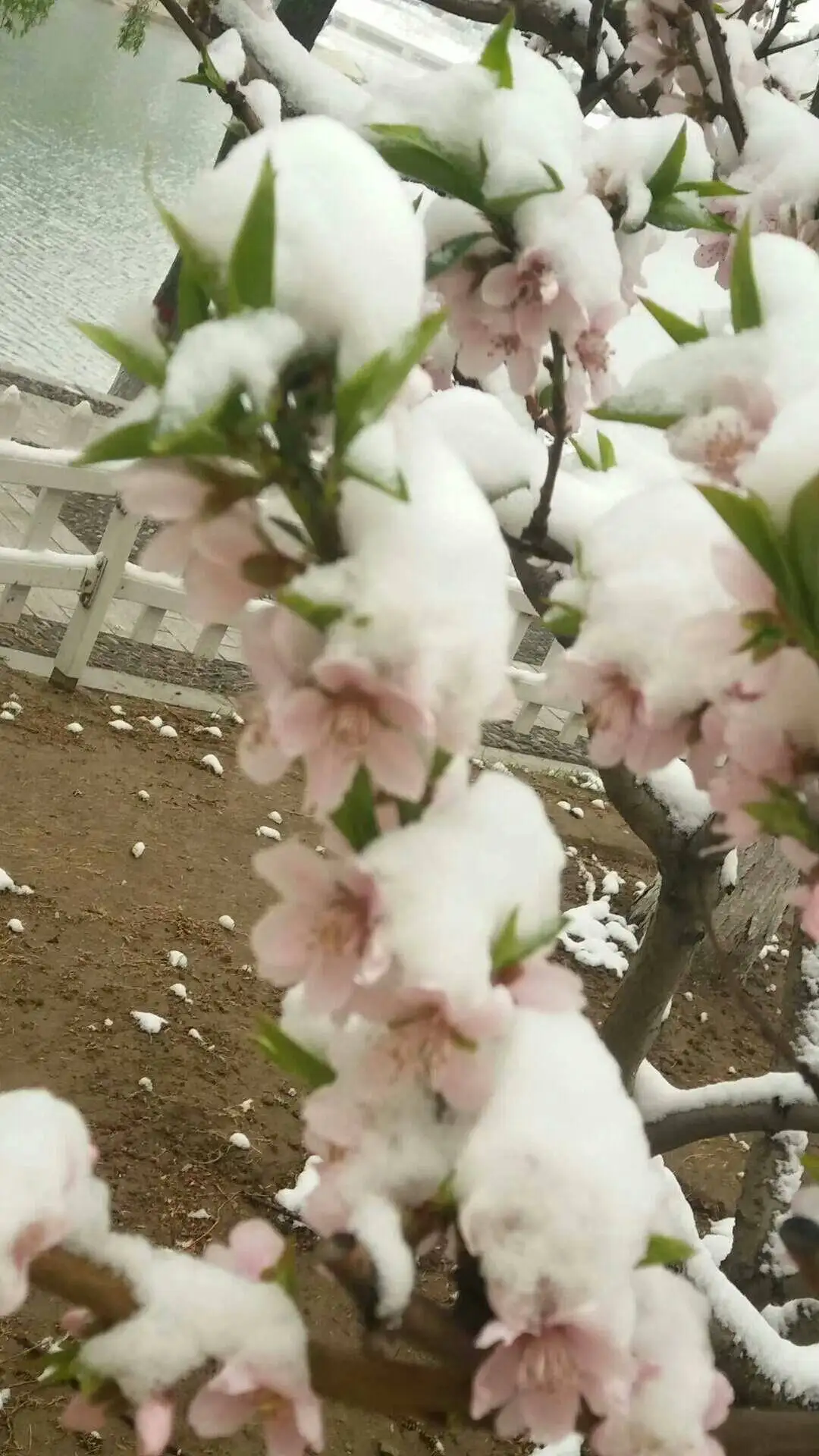 Adapter do baterii ze stali nierdzewnej, uchwyt na baterie do Tamiya King Hauler serii 1/14, akcesoria i części do samochodów RC