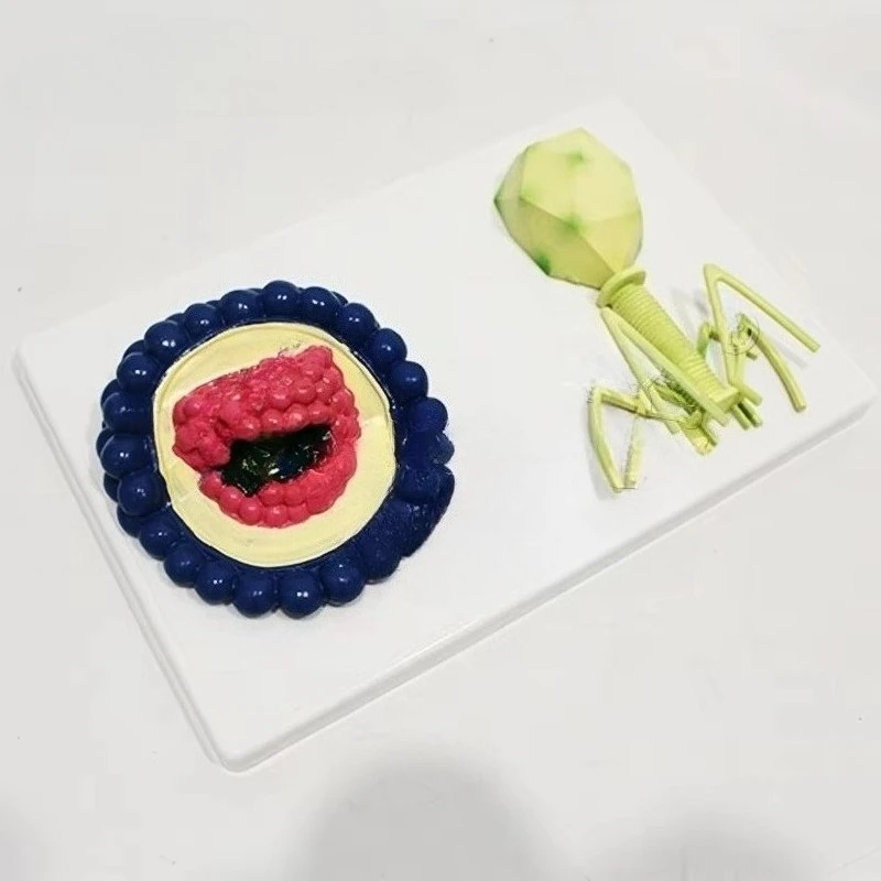 

Virus Models Scientific Models Education Training Biological Models