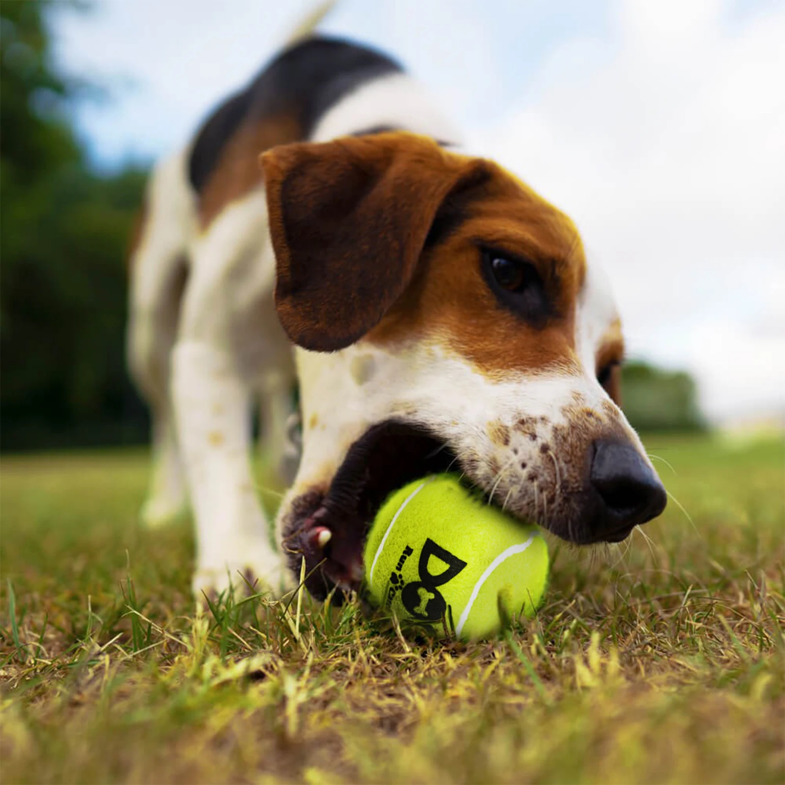 Fotografia 6: Bolas de Tênis para Cães - Pacote com 12 Bolas Interativas com Som para Treinamento, Exercício e Brincadeiras em Ambientes Internos e Externos - Bolas de Borracha para Cães de 2,5 polegadas