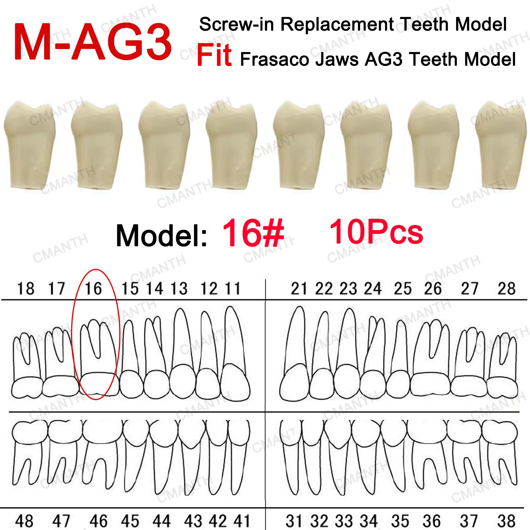 نموذج لشكل الأسنان مناسب Frasaco AG3 نوع أسنان كاملة 32 قطعة ممارسة ملء لينة اللثة اللثة طبيب الأسنان التدريس الملحقات #6