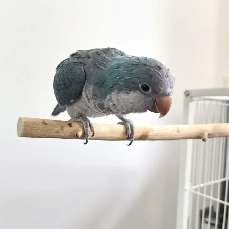 Natural Wood Pet Parrot Raw Wood Fork Tree Branch Stand Rack Squirrel Bird Hamster Branch Perches Chew Bite Toys Stick