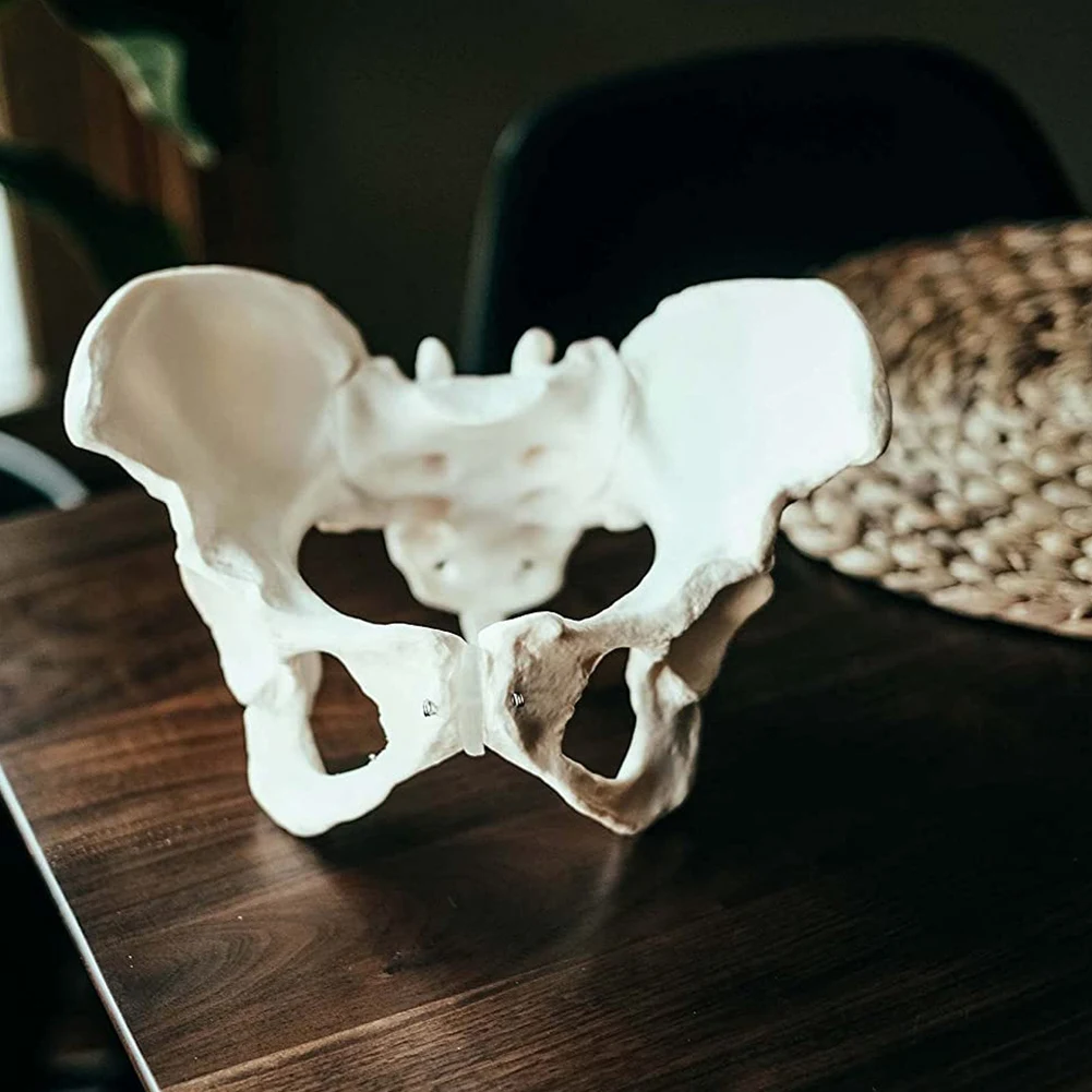 A52TLife Size Female Pelvis Model, Hip Model - Female Anatomy Model, Hip Bone Pelvic Model Female Anatomical Model