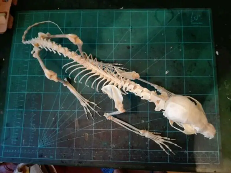 1Pcs Vulpes vulpes Red Fox, Silver Fox, Cross Fox Skull complete animal skeleton specimen