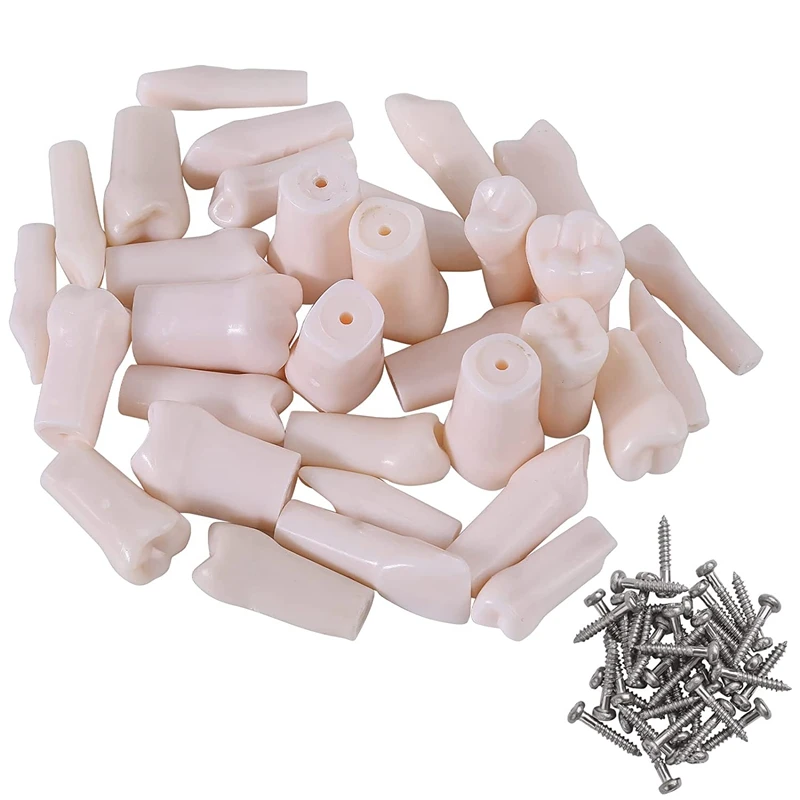 

32Pcs Model Teeth Model for Typodont Teeth Model Removable Teeth Use for Practice and Teaching