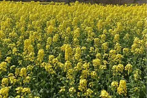 Metal Servo Mount with Carbon Fiber Skid Plate Set for Axial SCX10 Capra Wraith 90048 1/10 RC Crawler Car Upgrade Parts