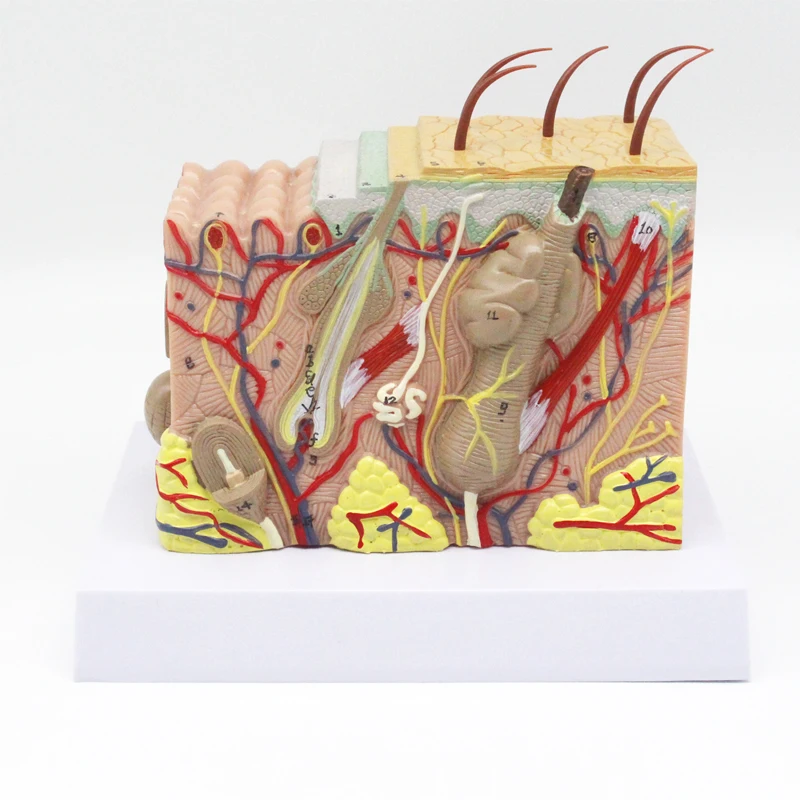 

Skin Model,35X Enlarged Anatomical Skin Layer Structure Model Anatomy for Science Classroom Study Display Teaching Medical Model