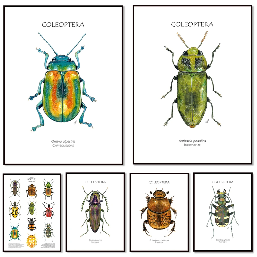 Insect beetle collection poster, watercolor insect illustration, impeller weevil, bug, coleoptera canvas painting poster