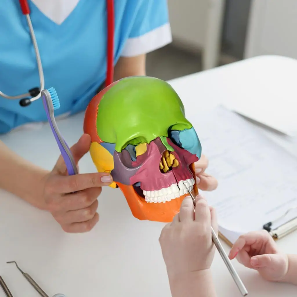 15 Piece Human Skull Model Life Size PVC Anatomical Skeleton Head Detachable Puzzle Toy Multicolor Teaching Equipment for Kids