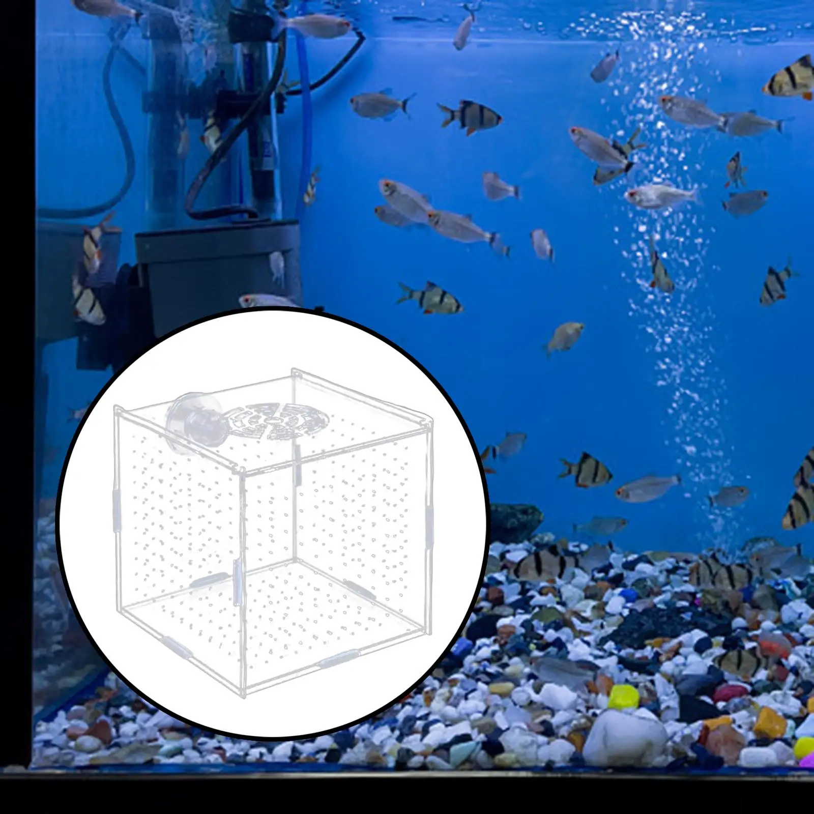 Acrylic Fish Tank Isolation Box Fish Tank Incubator Box with Suction Cup