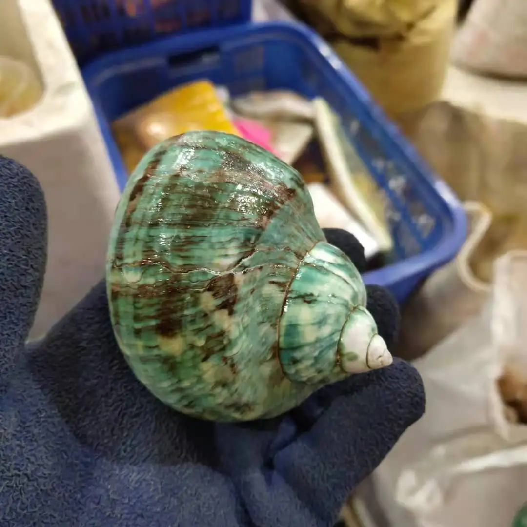 Green Turban Snail Shells (Turbo Marmoratus) - 5-11cm Seashells for Hermit Crab Shell Replacements