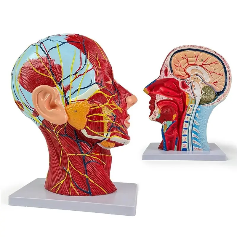 AC57-Life-Size Human Anatomy Model Of The Head And Neck, Detailed Neurovascular And Muscular Structures, 81 Labeled Parts