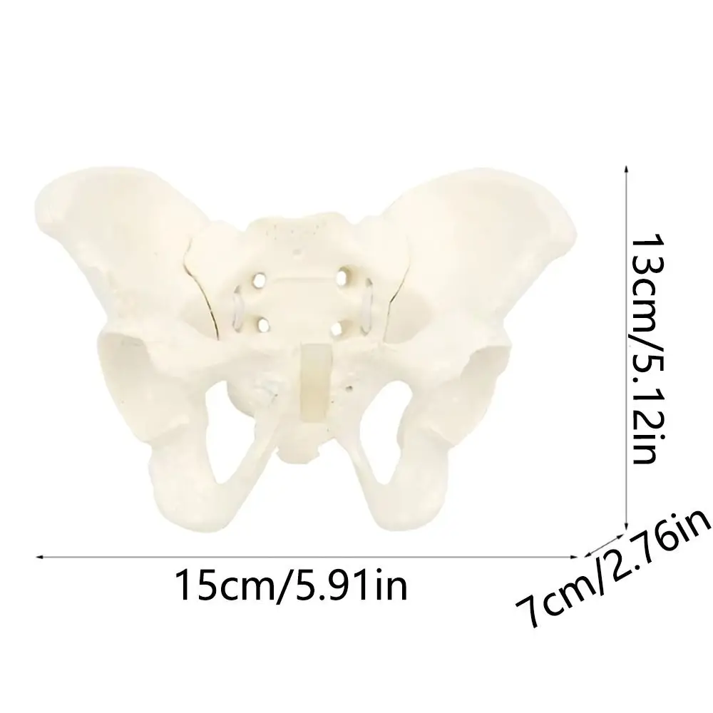 1:2 ขนาด Pelvis MINI Pelvis รุ่นยืดหยุ่นสะโพกกระดูก Anatomical รุ่น Movable Femur หัวการศึกษาเครื่องมือ