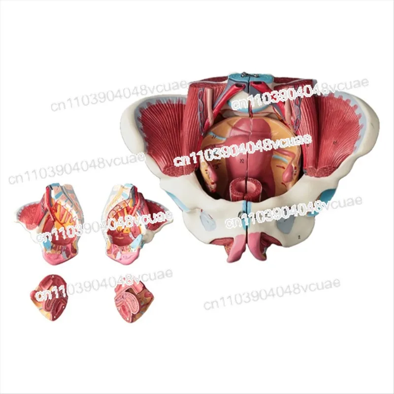 

For Disassembled Female Pelvis Anatomy Model PVC Female Pelvis with Floor Muscle,Nerves Model Lab Supplies,Uterine Pelvic