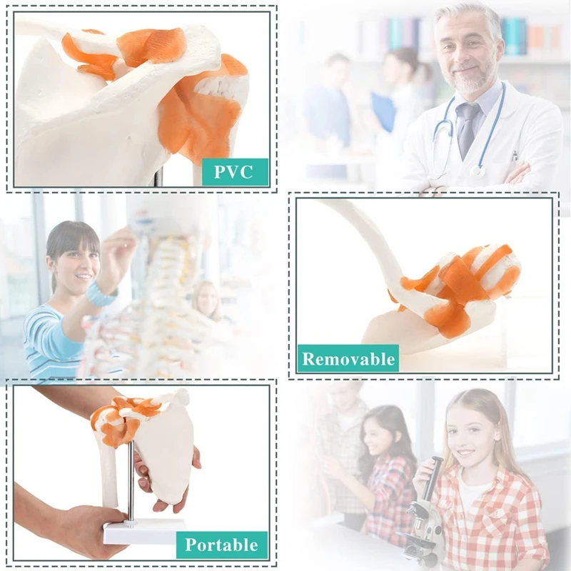 2025 New  Shoulder Anatomy Model With Functional Ligaments, Shoulder Joint Model For  Teaching Display Model