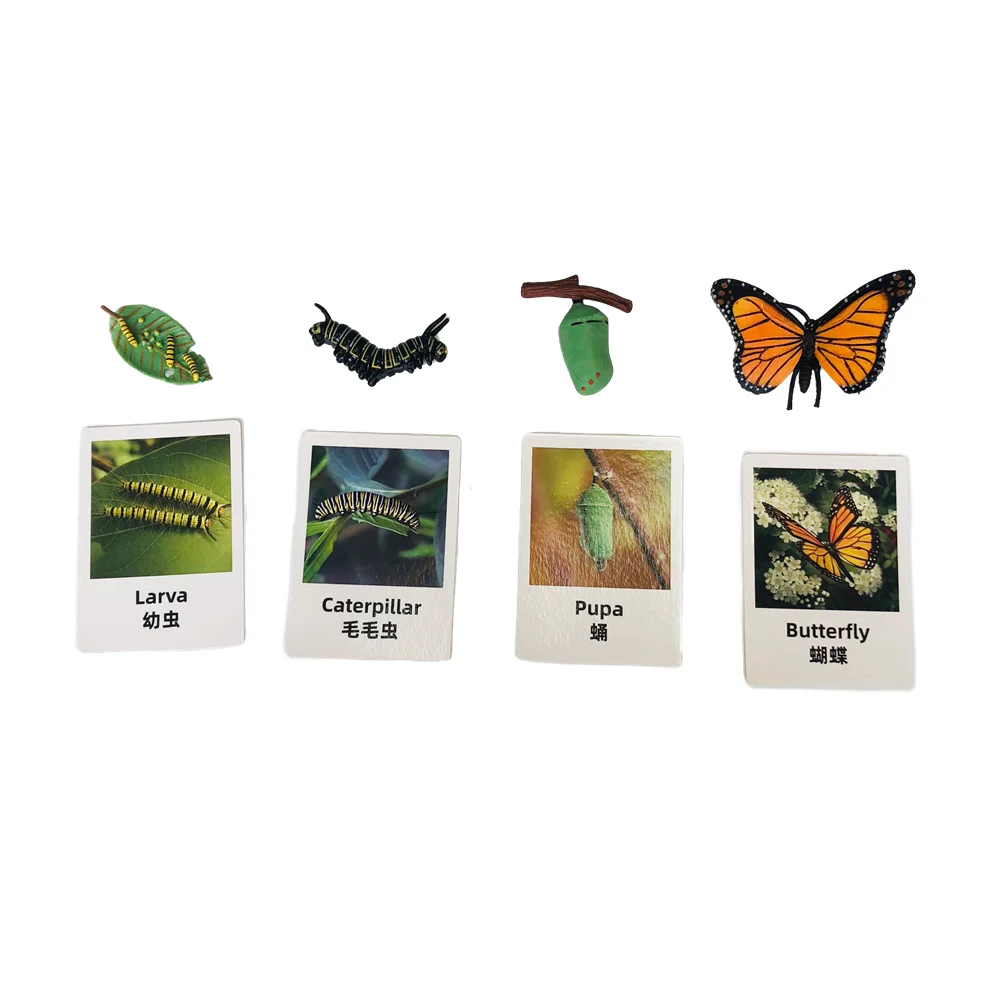 Ciclo de vida da borboleta jogo de ciclo de crescimento com cartões cognitivos montessori brinquedos educativos materiais de biologia ferramentas de aprendizagem precoce