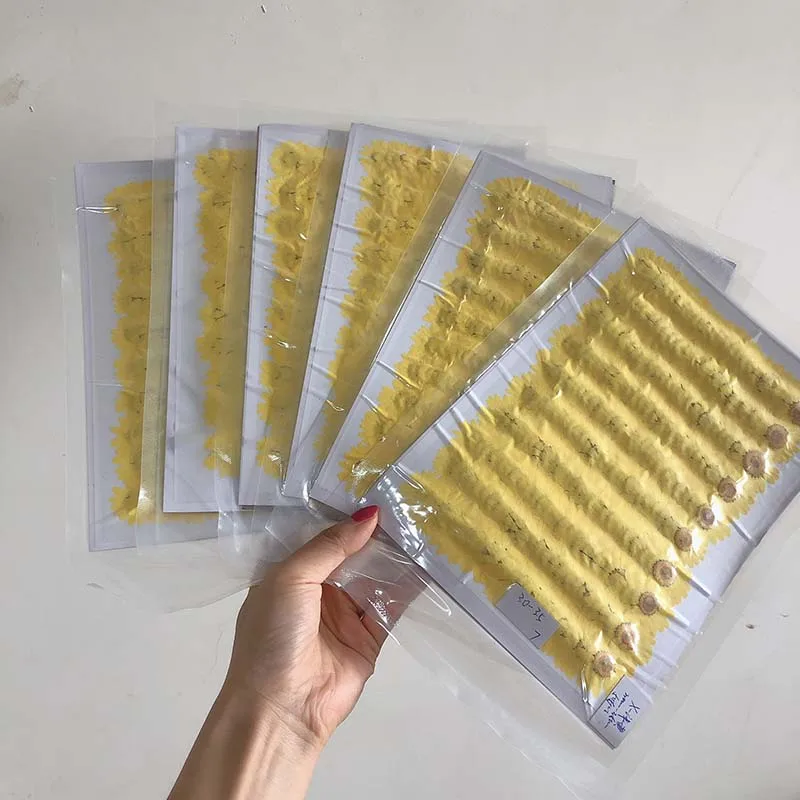 250pcs 2.5-3.5cm Pressed Dried Chrysanthemum Paludosum Flower For Jewelry Bookmark Phone Case Postcard Invitation Card DIY - Image 5