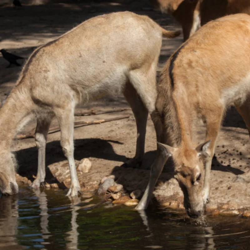 

4Pcs 50mm Rubber Tire Tyre Wheel For SG1603 SG1604 SG1605 UDIRC UD1601 UD1602 UD1603 UD1604 1/16 RC Car Upgrade Parts