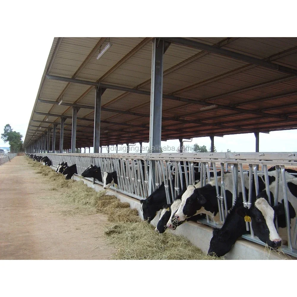 Easy Install Prefabricated Cattle Farming Barn Cow Hangar Shed Steel Structure