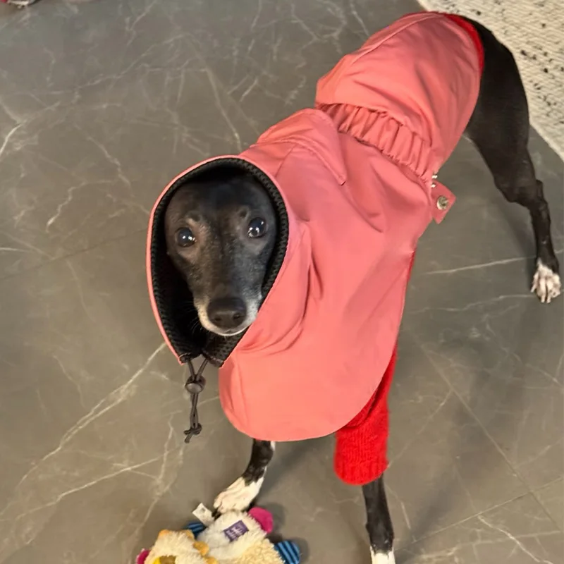 Pink Windproof Winter Jacket for Italy Greyhound High-Neck WaterProof Raincoat for Terrier Warm Cloak Sweatshirt for Whippet