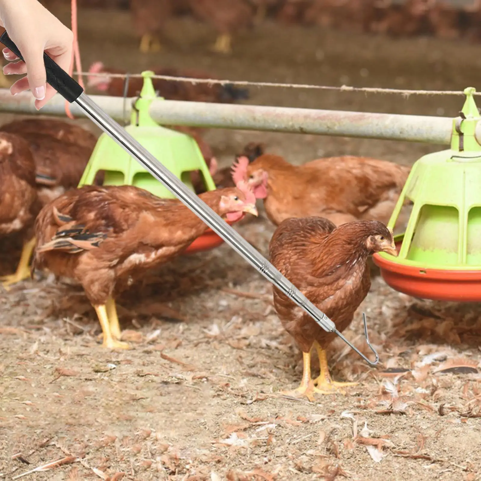 

Chicken Leg Hook Portable with Extension Pole for Outdoor Duck Turkeys