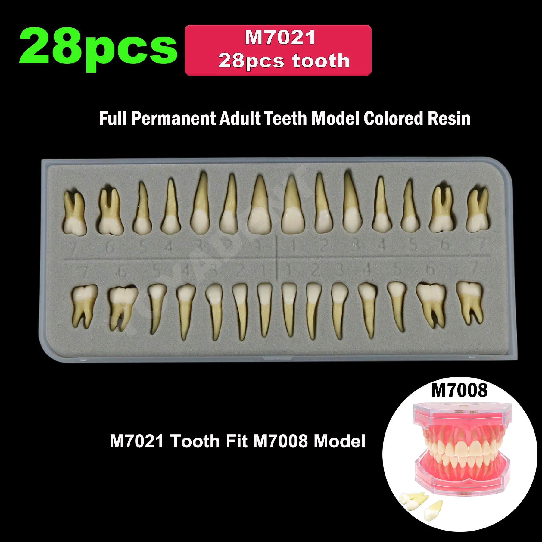 Dental Teeth 28Pcs Colored Resin Tooth Particles Full Permanent Adult For Dentistry Teaching Studying Practice Demo M7021