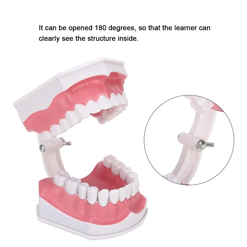 

Standard Dental Teeth Teaching Cavity Demonstration with Brush Dental Tooth Model Studying