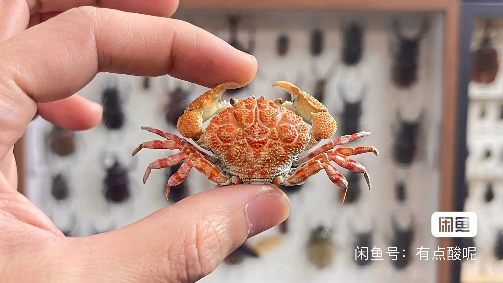 Demania rotundata Real Crab Specimen Small Size Special Handicrafts Collectors Home Decor Ornament Desk Decoration Customized