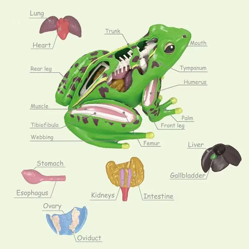 Assembled Frog Model, 4D Disassemblable Anatomical Frog Educational Biological Teaching Model.Educational toys.