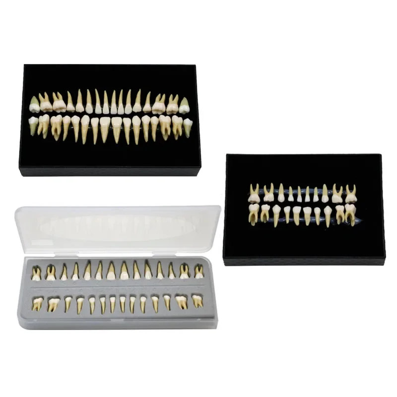 

GREATLH Permanent Tooth Model with Root Simulated Tooth Model Resin School Teaching Teeth Model Dental Materials