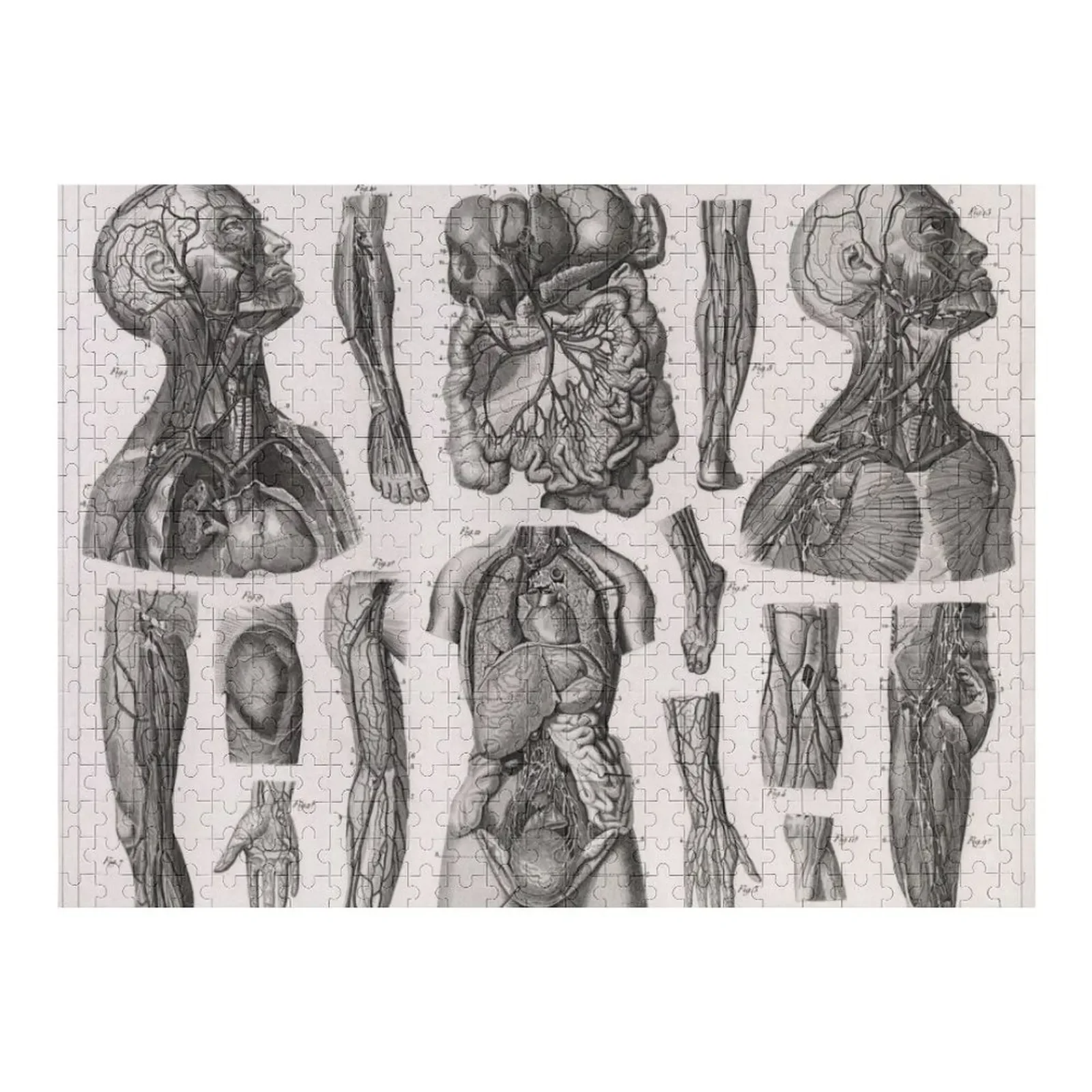 

Анатомия диаграммы 1857, включая сосудистую систему, пазл, таможенные с фотографией, деревянный пазл с именем на заказ