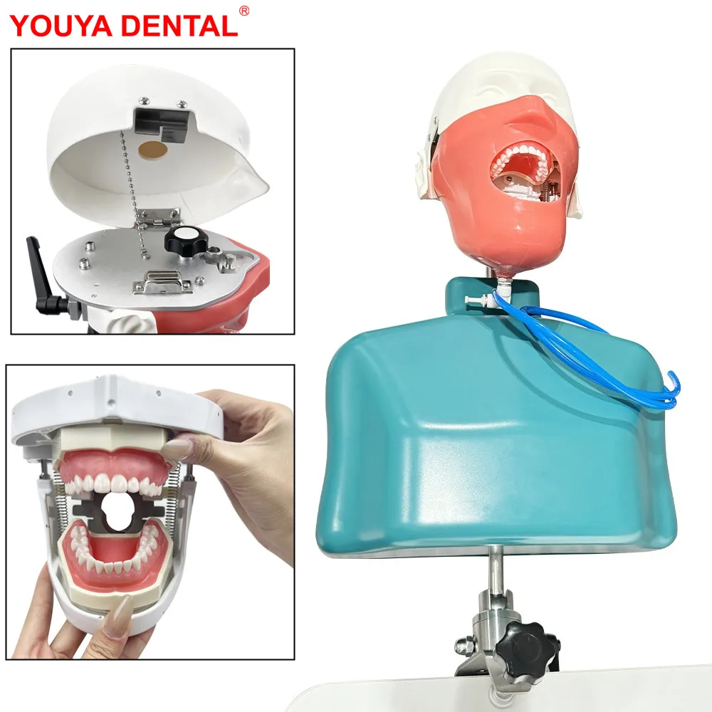 

Стоматологический тренировочный симулятор фантомной головы с имитацией плеча, модель головы, манекен для обучающей практики, стоматологическое оборудование