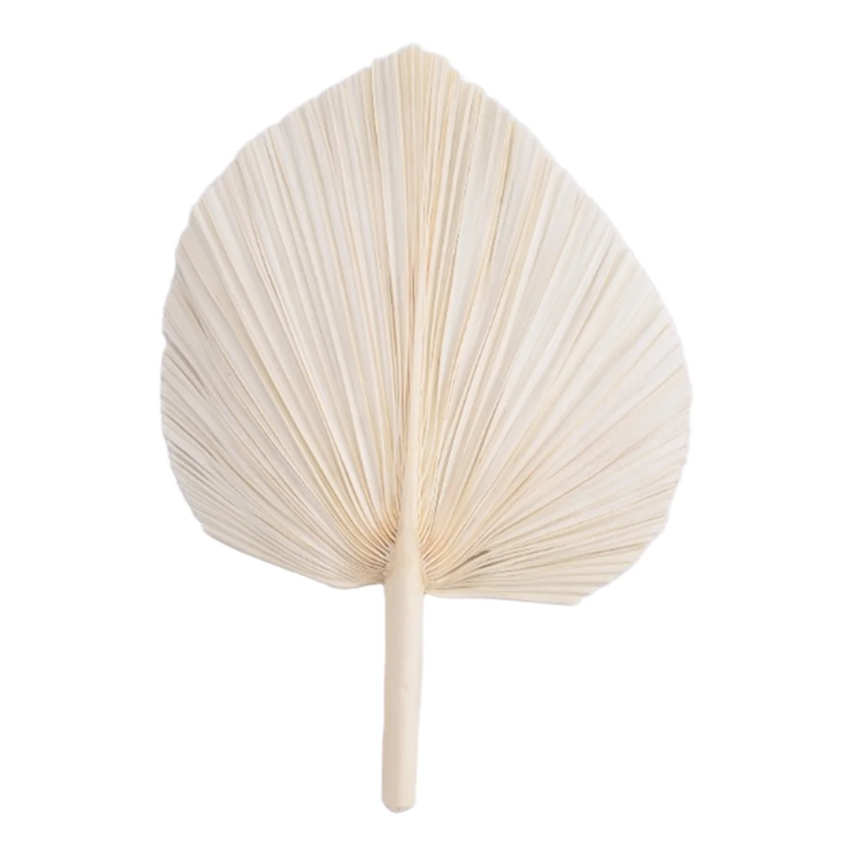 Folhas de palmeira secas brancas qualitativas grandes - qualidade premium - 3 peças elegantes e modernas de decoração boho para casa e casamento - arte de parede