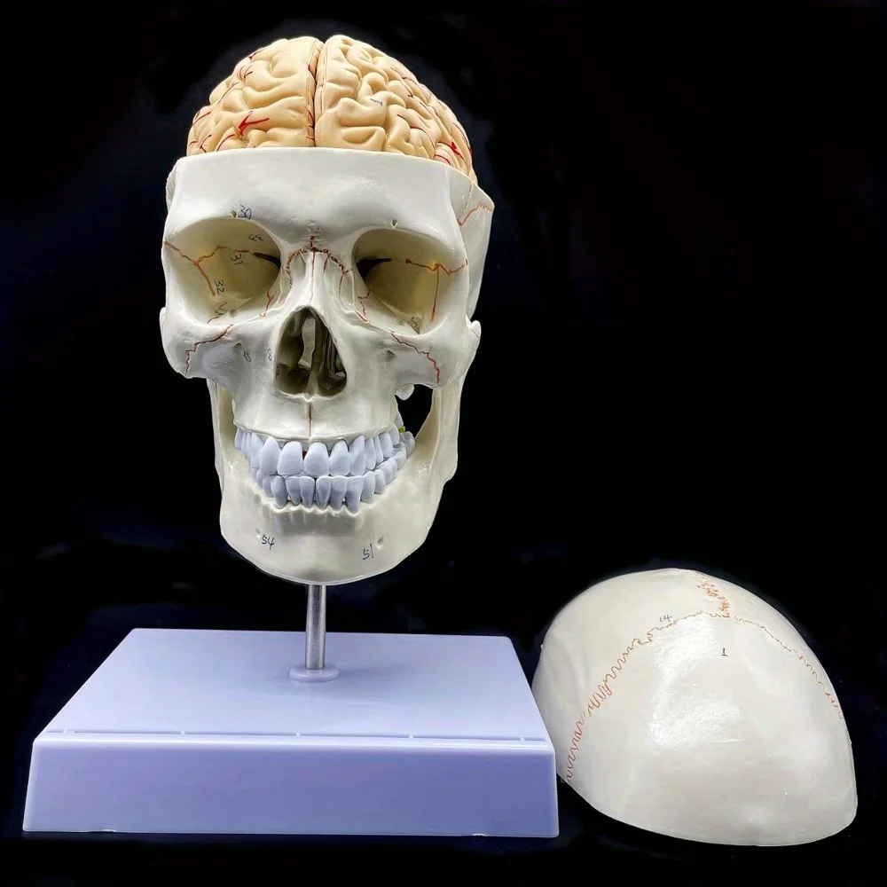 Human Skull with Brain and Cervical Vertebra Anatomical Model: Life-Size Anatomy for Science Classroom Study Display Teaching Mo