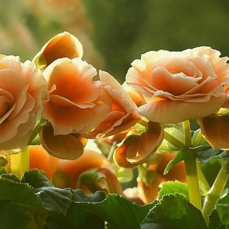 

ДЛЯ 1/10 Tamiya M Car RC Flat Run Drift Универсальный MJX 1/14 раллийный автомобиль 60D колесо шины W246