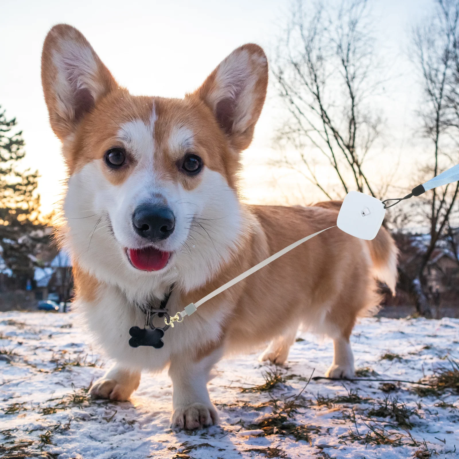 

Retractable Leash 2m for Small Dogs Durable Fine Workmanship Easy to Carry Suspend on Collar Or Bag Small Dog Retractable Leash