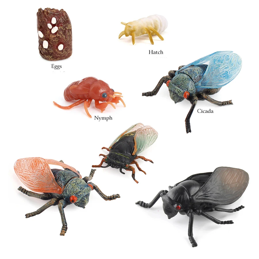 Realistic Plastic Cicada Insect Model Figures Montessori Life Cycle Cicadas  Animal Figurines Collection Science Education Toys