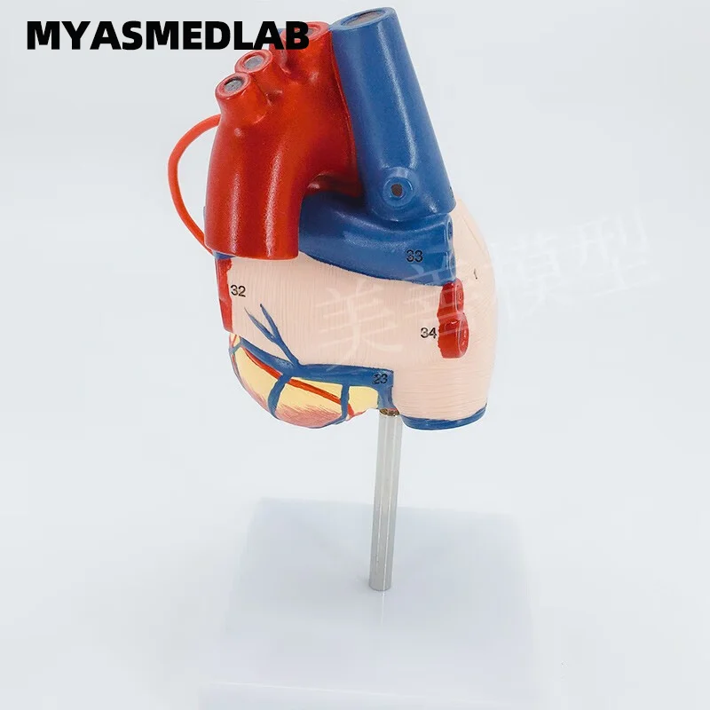 Teaching and Training Tool Disassemblable 1:1 Scale Heart Bypass Model for Cardiac Anatomy Specimen