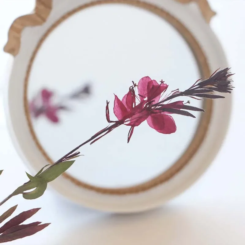 11-17CM/12,24PCS Real Natural dried pressed Gaura lindheimeri flowers Branches,Dry Press White Gaura For Epoxy Resin,Candle