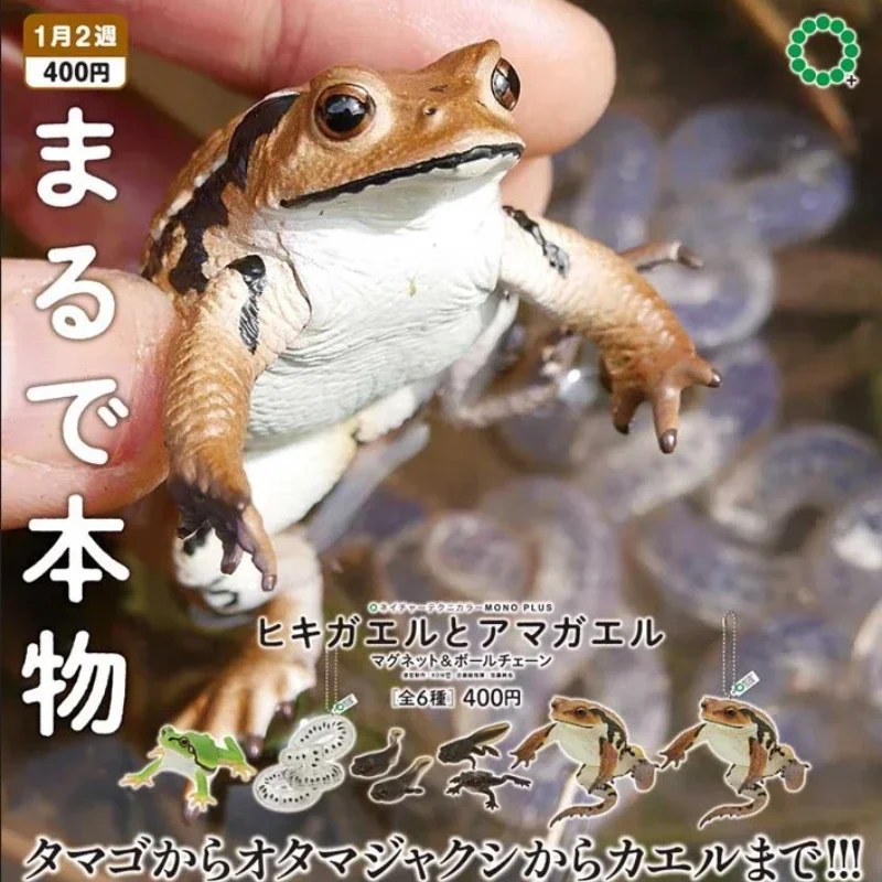 

KITAN CLUB Original Gashapon Capsule Toys Figure Kawaii Cute NTC Tree Frog Toad Magnet Keychain Miniature Figurine Anime Decor