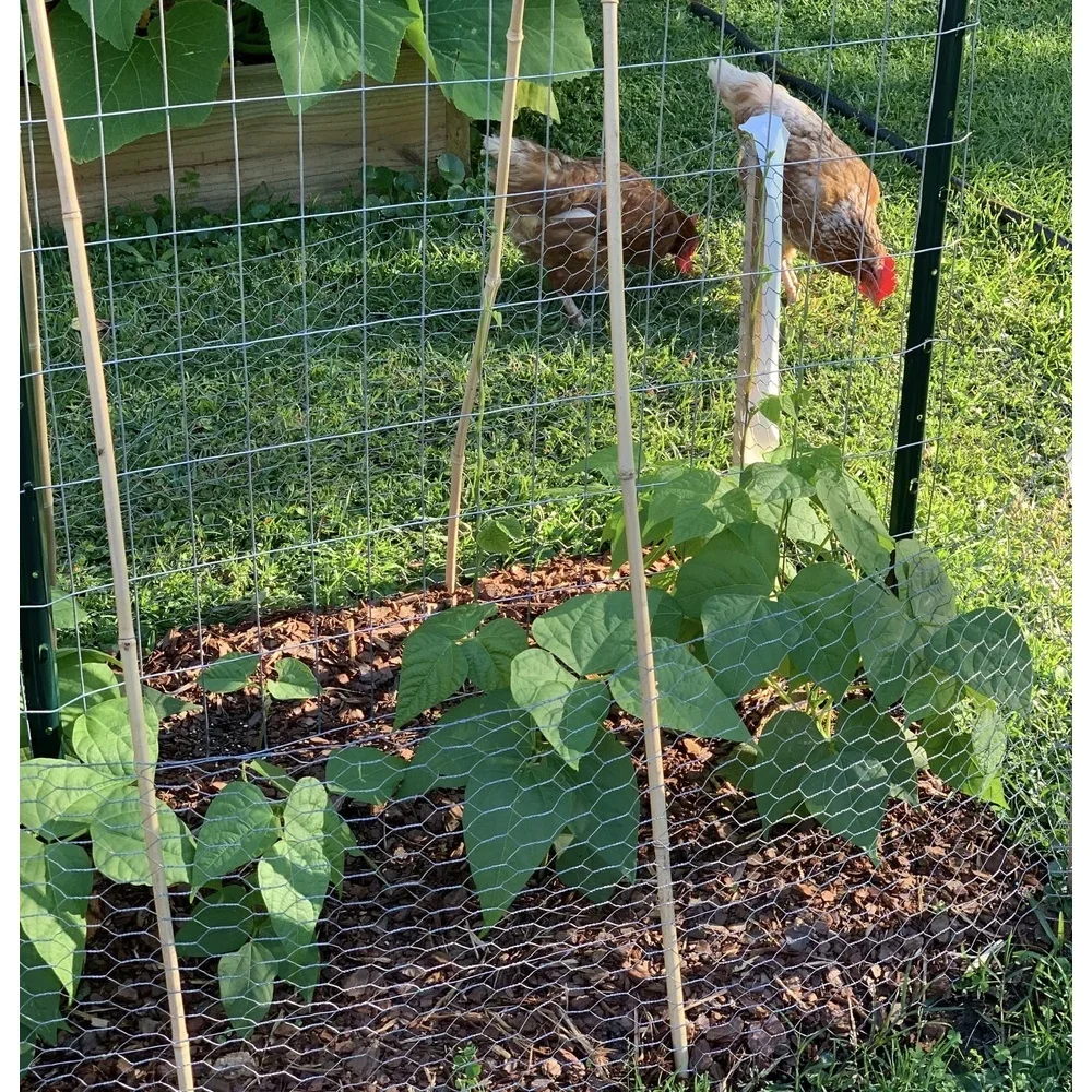 لفة سلك الدجاج المصنوعة من الفولاذ المجلفن مقاس 24 بوصة × 50 قدمًا خفيفة الوزن ومتينة وشبكة سداسية لتحتواء الحيوانات ونبات سياج الحديقة
