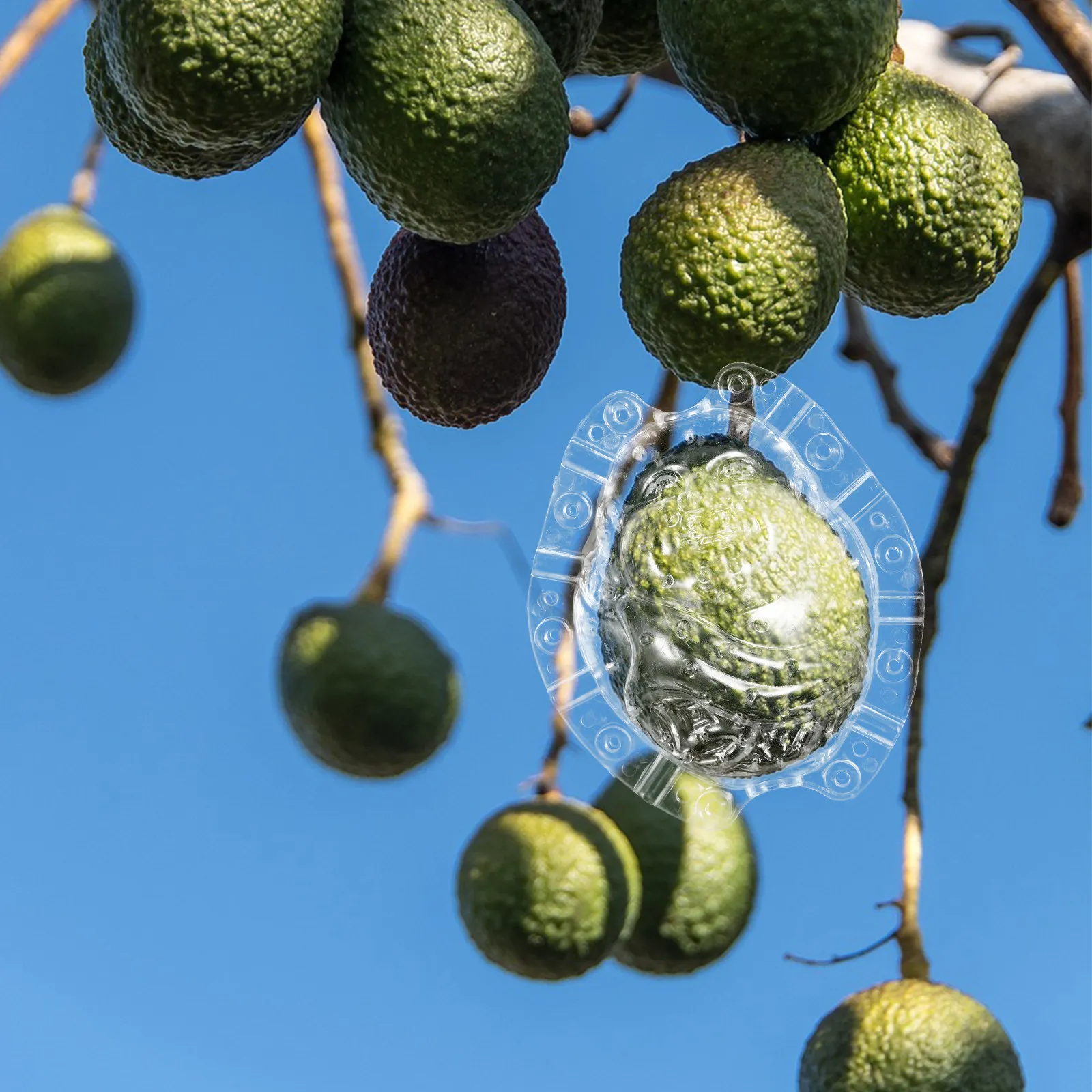 

Fruit Shaping Mold Transparent Reusable Vegetable Growing Mold for Melon Ginseng Fruit DIY Clear Gardening Tool