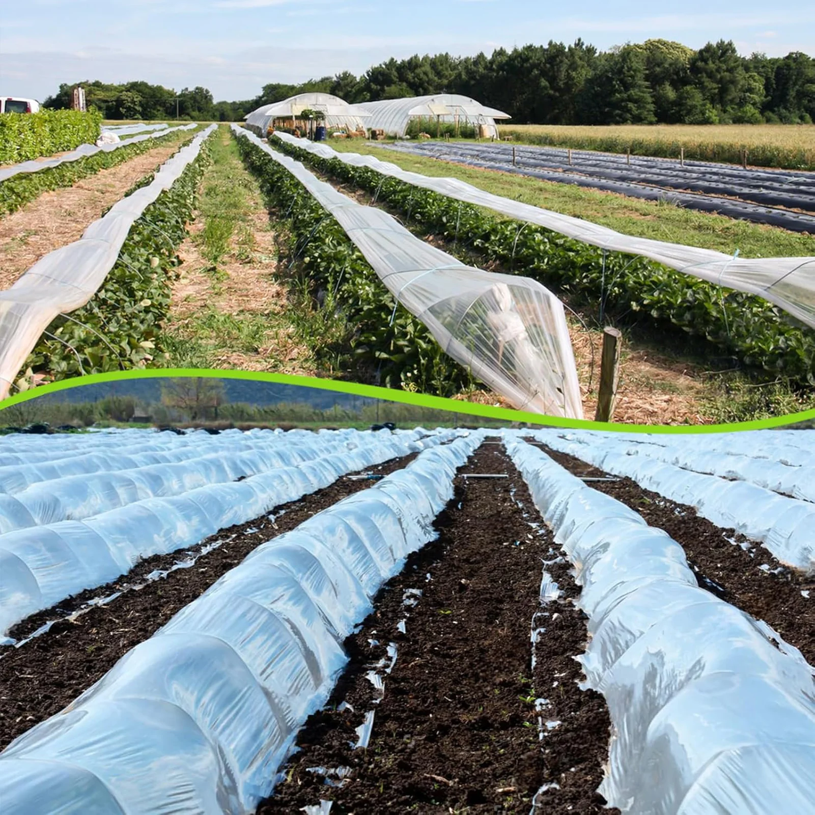 ฟิล์มพลาสติกใสสำหรับโรงเรือน 2 - Greenhouse Plastic Film บทวิจารณ์และราคา