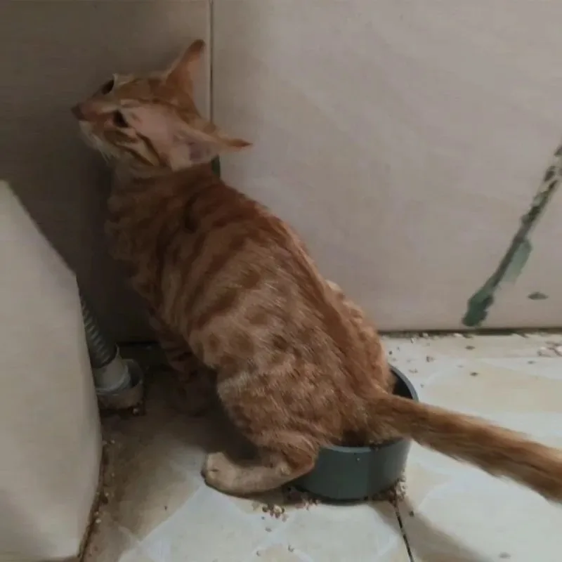 Direct Insertion Floor Drain Cat Toilet Flushing Training Suitable for 4/5CM Drains Home Bathroom Use Cats Kitten Toilets