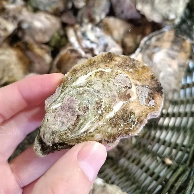Seafood Cleaner High Efficiency Oyster Brush Washing Machine Sea Cucumber Scallop Shell Washer 304 SS Processing Plants