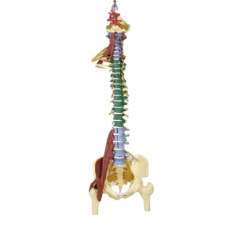 A 1:1 Spinal Model Of The Human Body Color Discrimination Detachable Pelvic Intervertebral Disc With Neuromedical