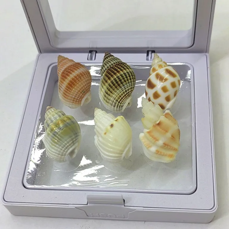 9PCS Natural Snail Conch Seashell Rare Sea Shells Home Decoration Accessories Aquarium Decoration Shell Decoration Crafts