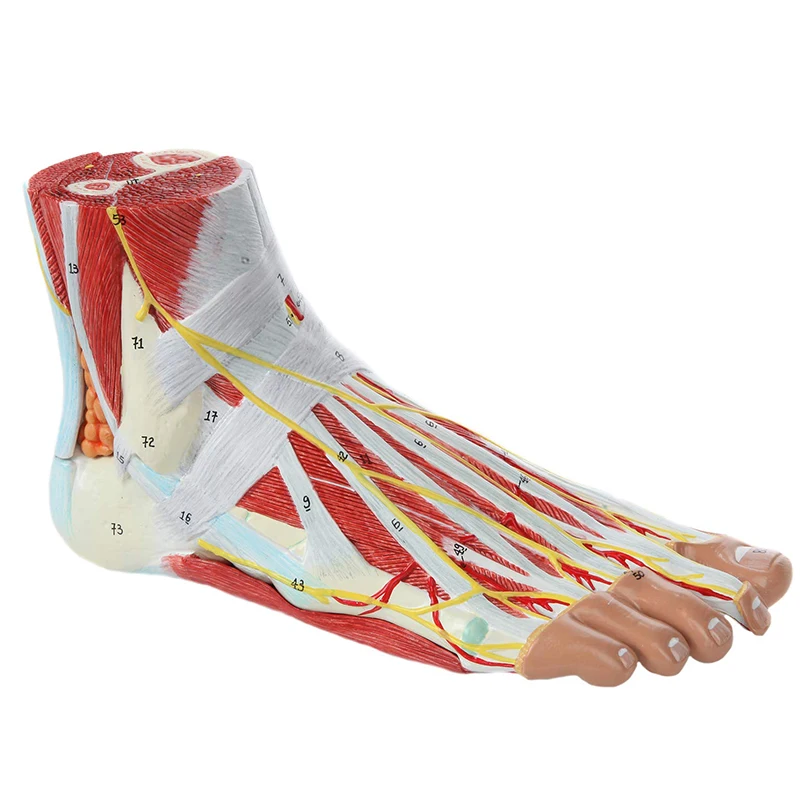 

Foot with Muscles, Ligaments, Nerves and Blood Vessels Anatomy Model, 9 Parts Removable with Numbered Foot Detail and Structure