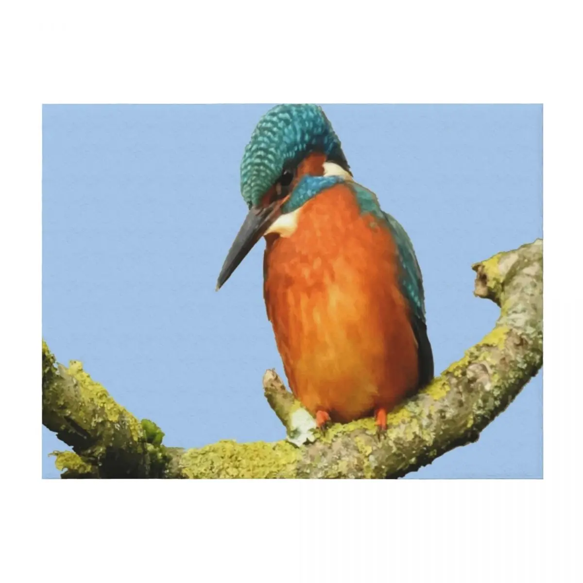 

Stunning Kingfisher Vector Art Throw Blanket Luxury Brand Sofas Comforter Blankets For Sofas Blankets