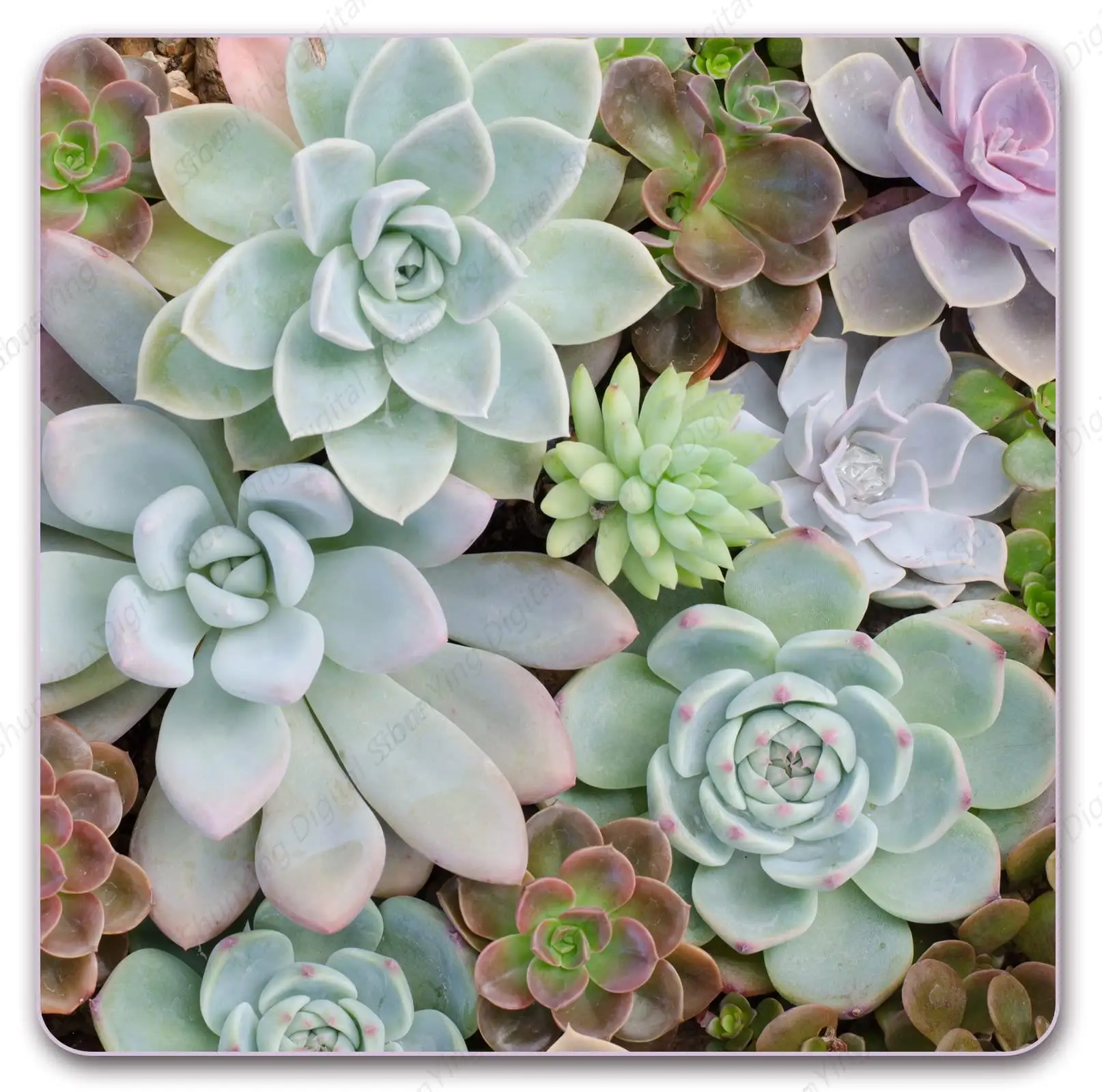 Succulent Plant Square Mouse Pad With Anti Slip Rubber Base Suitable For Gaming Office Laptop Mouse Pad 25*30cm